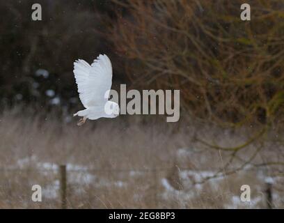 Leucistic barn owl flying right to left over snowy landscape Stock Photo