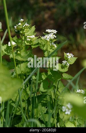 The garlic mustard, Alliaria petiolata, has a garlic-like taste and can be used in many ways in the kitchen. It provides valuable vitamins and mineral