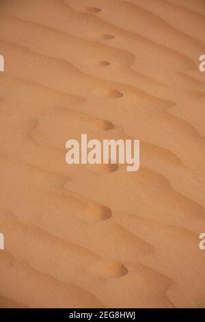 A Close-up of animal Footprints crossing in the Desert Sand in the United Arab Emirates (UAE) or a sahara desert concept walking in the wilderness Stock Photo