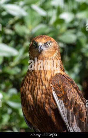 A close up portrait of a male western marsh harrier (Circus aeruginosus) out a small raptor standing on the ground looking around. Stock Photo
