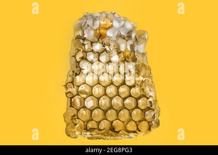 Golden colored honeycomb on a honey colored background, close up, isolated Stock Photo