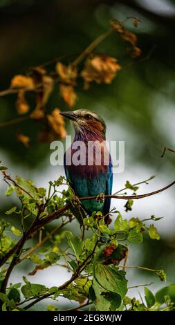Lilac breasted roller perched on branch Stock Photo