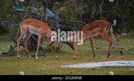 Two male impala spar in Liwonde National Park, Malawi Stock Photo
