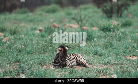 Baby zebra lying down and grazing Stock Photo