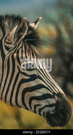 A portrait of a Zebra in the Pilanesberg National Park, South Africa Stock Photo