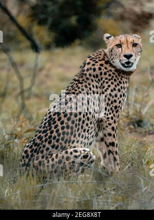 Sitting cheetah Stock Photo