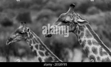 Giraffe heads Stock Photo