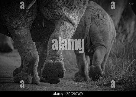 Rhino Steps. A mum and her baby jog up the road together in perfect unison. One small foot followed by one big foot. Stock Photo