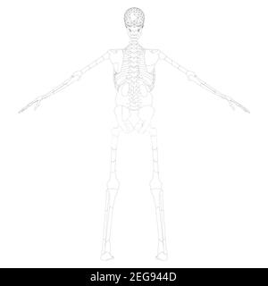 The contour of the human skeleton with raised hands. Back view. Vector illustration. Stock Vector
