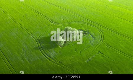 Green field of young wheat drone view. Stock Photo