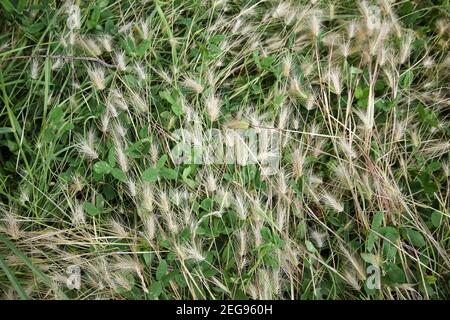 Foxtail is a wild barley plant. Stock Photo