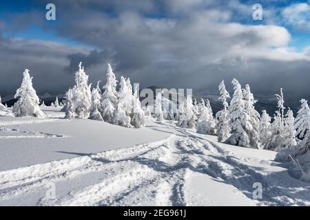 Fantastic landscape with snowy trees and freeriders ski tracks in winter mountains Stock Photo