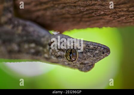 Afro-american House Gecko - Hemidactylus mabouia, beautiful common lizard from African houses, woodlands and gardens, Zanzibar, Tanzania. Stock Photo