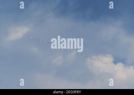 flock of migrating crane birds with blue sky background with clouds forming a row
