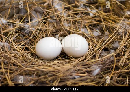 Wide angle shot of two pigeon eggs laying in a nest made up of dried straws and feathers Stock Photo