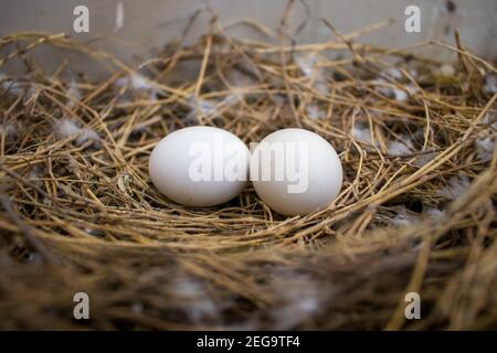 Wide angle shot of two pigeon eggs laying in a nest made up of dried straws Stock Photo