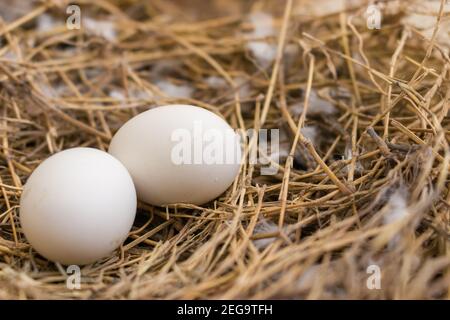 Close up shot showing two white eggs of a pigeon in the nest Stock Photo
