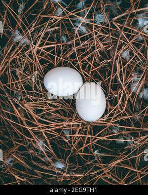 Bird eye shot showing two white small eggs laying in a nest Stock Photo