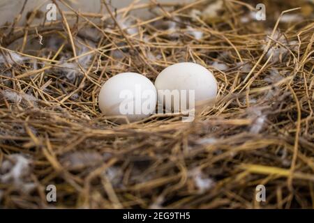 Bottom up angle shot of two pigeon eggs laying in a nest made up of dried straws with nest in foreground Stock Photo