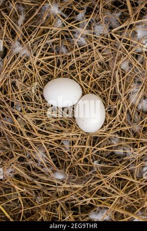 Bird eye shot showing two white small eggs laying in a nest Stock Photo