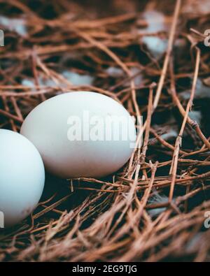Close up shot showing 1 full and 1 partial white eggs in a nest Stock Photo