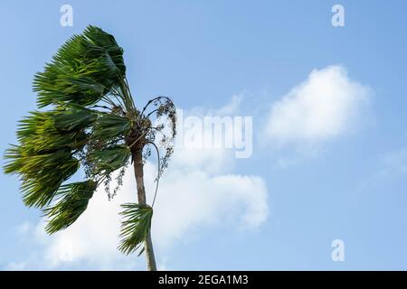 Palm trees are blown by the strong wind during storm or hurricane Stock Photo