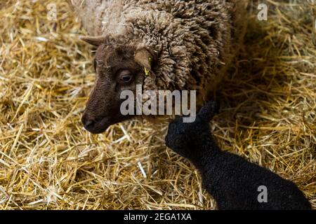 East Lothian, Scotland, United Kingdom, 18th February 2021. Newborn Shetland sheep lambs: Briggs Pure Bred Shetland Lambs maintain flocks in East Lothian and Shetland. Day 2 of the lambing season sees the arrival of more lambs with a single very dark lamb for this ewe Stock Photo