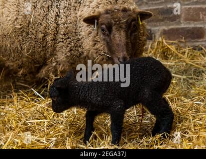 East Lothian, Scotland, United Kingdom, 18th February 2021. Newborn Shetland sheep lambs: Briggs Pure Bred Shetland Lambs maintain flocks in East Lothian and Shetland. Day 2 of the lambing season sees the arrival of more lambs with a single very dark lamb for this ewe Stock Photo