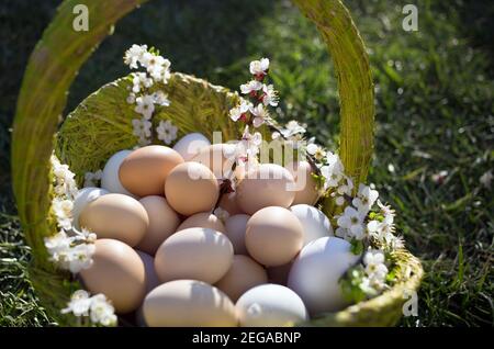 Many white and beige chicken and goose fresh eggs in a green basket standing on the grass. Organic farm food. Preparing for Easter. Blooming spring br Stock Photo