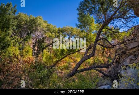 Cottonwoods and willows at Butterbredt Spring Wildlife Sanctuary, Jawbone–Butterbredt Area of Critical Environmental Concern, California, USA Stock Photo