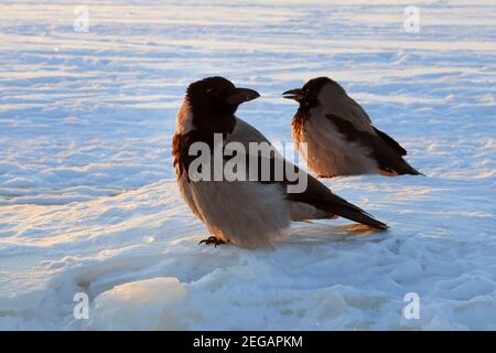 Two Hooded crows, corvus cornix, perched on ice covered sea on a cold February morning. In cold weather, crows have frost on their 'eyebrows'. Stock Photo