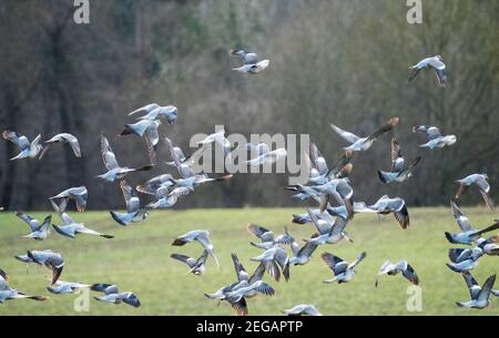 Woodpigeon Columba palumbus flock taking flight from arable field, West Lothian, Scotland, February. Stock Photo