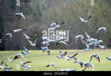Woodpigeon Columba palumbus flock taking flight from arable field, West Lothian, Scotland, February. Stock Photo