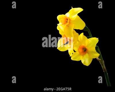 Flower of a daffodil with a yellow centre isolated on a black background Stock Photo