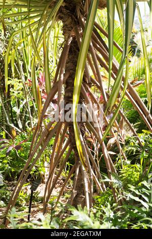 Pandanus sanderi - variegated screw pine. Stock Photo