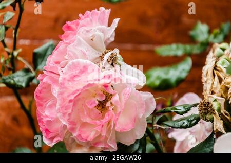 Pink rose flower on background blurry pink roses flower in the garden of flowers. Rain drops on pink rose petal. Nature. Stock Photo