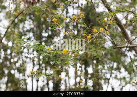 Vachellia farnesiana - sweet acacia. Stock Photo