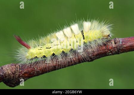 Pale Tussock moth caterpillar (Calliteara pudibunda) crawling on twig. Tipperary, Ireland Stock Photo