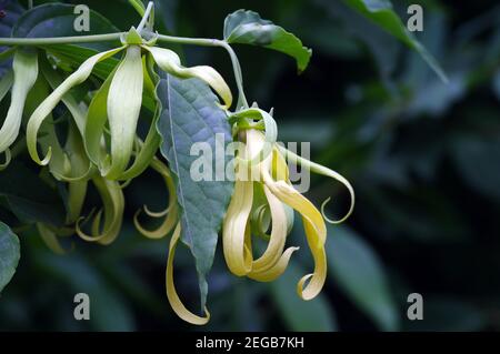 A cananga odorata flower, known as the cananga is a tropical tree that is native to India, through parts of Indochina, Malaysia, and the Philippines Stock Photo