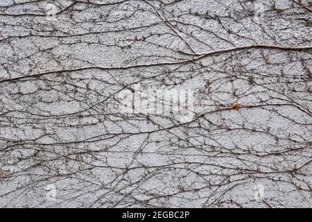background - rough concrete wall, covered with a natural pattern of dry winter stems of vines Stock Photo