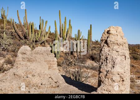 Ruins of San Fernando Velicata mission surround by cardon cacti in Baja California, Mexico Stock Photo