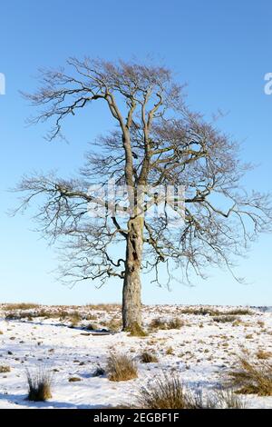 Winter scene of Stock Photo