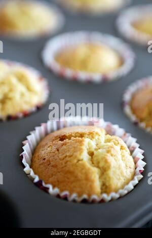 Fairy cakes in paper cases just out of the oven Stock Photo