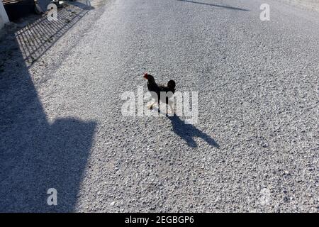 A chicken crossing the road Stock Photo