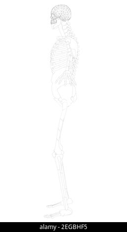 The contour of the human skeleton with raised hands. Side view. Vector illustration. Stock Vector