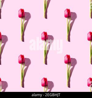 Pink tulips over pink background Stock Photo