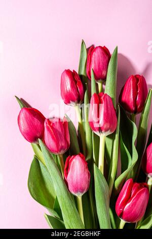Pink tulips over pink background Stock Photo