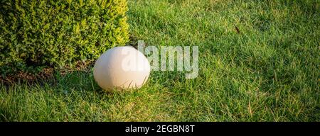Easter egg hidden near garden boxwood plant in the grass. Stock Photo