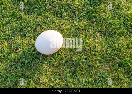 One fresh white egg in the grass. Easter concept. Stock Photo