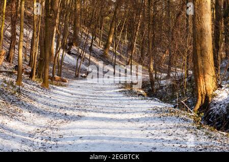 A broad tree lined, curving and snow covered track through woodland in winter with sun streaming through the trees Stock Photo